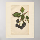 Recherche de fruit vintage posters Baies