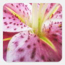 Recherche de stargazer lily autocollants Floral