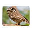Recherche de hibou magnets Portrait