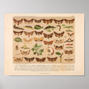 Recherche de chenille posters Larve