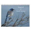 Recherche de songeur Oiseaux