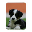 Recherche de de border collie magnets Plomb et pam langrish