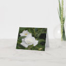 Recherche de pureté vœux cartes Rose