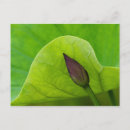 Recherche de bourgeon cartes postales Vert