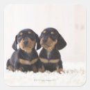 Recherche de couvertures autocollants Animal