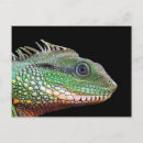 Recherche de photo de lézard cartes postales Faune