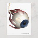 Recherche de réaliste Oeil