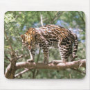 Recherche de amazon tapis souris Animal