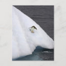 Recherche de pingouins mignons cartes postales Manchot