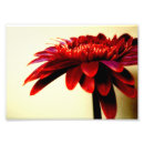 Recherche de gerbera photographie Rouge