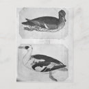 Recherche de pisanello cartes postales Bec
