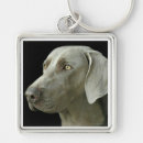 Recherche de weimaraners porteclés Pour tous