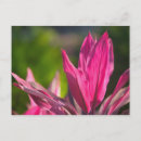 Recherche de espèce menacée cartes postales Jour