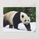 Recherche de pandas géants cartes postales Ours