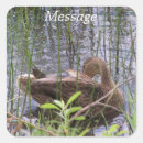 Recherche de canard sauvage autocollants Nature