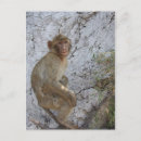 Recherche de le gibraltar cartes postales Singe