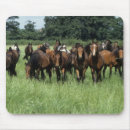 Recherche de pur tapis souris Cheval