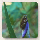 Recherche de grenouille dessous de verres Vue de côté