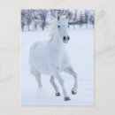 Recherche de cheval blanc cartes postales Hiver