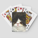 Recherche de chaton blanc jeux de cartes Drôle