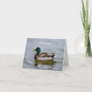 Recherche de drague cartes postales Canard