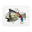 Recherche de anatomie magnete Docteur