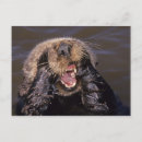 Recherche de loutres mer cartes postales Vie marine
