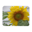Recherche de tournesols magnets Fleur