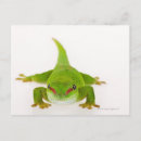 Recherche de gecko cartes postales Bizarre