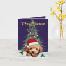 Recherche de caniche jouet vœux cartes Amoureux des chiens