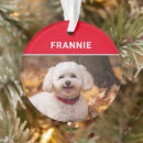 Recherche de bichon maison deco Animaux domestiques