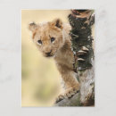 Recherche de photo de lion cartes postales Animal