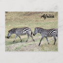 Recherche de zèbre rayé cartes postales Safari