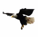 Recherche de aviaire photo sculptures Rapaces