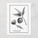Recherche de fruit exotique cartes postales Vintage