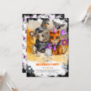 Recherche de chat chien invitations Mignon