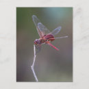 Recherche de ailes libellule cartes postales Macro