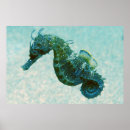 Recherche de hippocampes posters Nautique