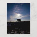 Recherche de vaches cartes postales Photographie