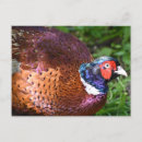 Recherche de marron cartes postales Oiseaux