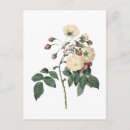 Recherche de roses blanches cartes postales Floral