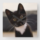 Recherche de chaton blanc posters Jour