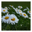 Recherche de marguerite blanche posters Fleur