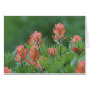 Recherche de castilleja Plein air