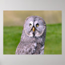 Recherche de hibou gris posters Oiseau