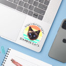 Recherche de chat siamois coques Mignon