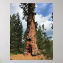 Recherche de ponderosa posters Oregon