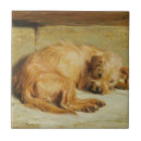 Recherche de cocker carreaux Canine