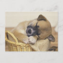 Recherche de comportement de chien posters Mignon