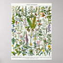 Recherche de botanical flowers posters Illustration